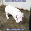Small Photo #118 Dogo Argentino Puppy For Sale in JANE, MO, USA