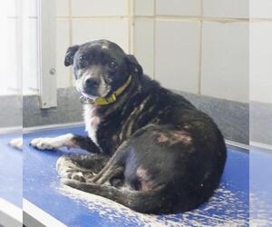 Mutt Dogs for adoption in San Antonio, TX, USA