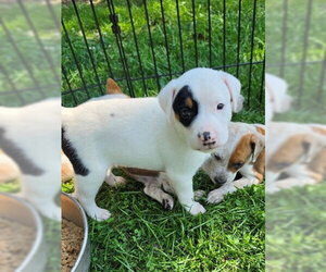 Mutt Dogs for adoption in Waterford, VA, USA