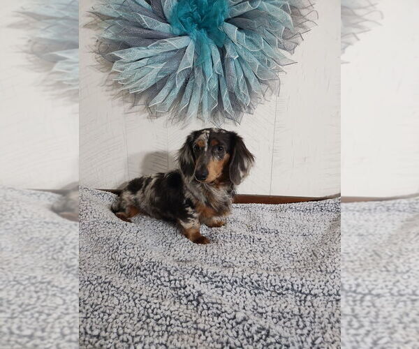 Medium Photo #1 Dachshund Puppy For Sale in MIDDLEBURY, IN, USA