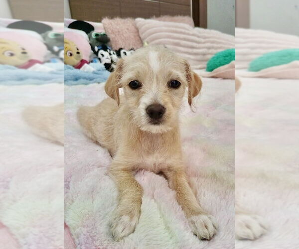 Medium Photo #1 Chi-Poo (Miniature) Puppy For Sale in San Diego, CA, USA