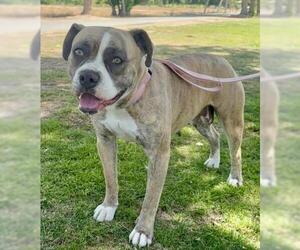 Mutt Dogs for adoption in Bakersfield, CA, USA