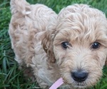 Puppy Prissie Goldendoodle-Poodle (Standard) Mix