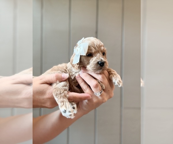 Medium Photo #4 Cock-A-Poo Puppy For Sale in TRINITY, NC, USA