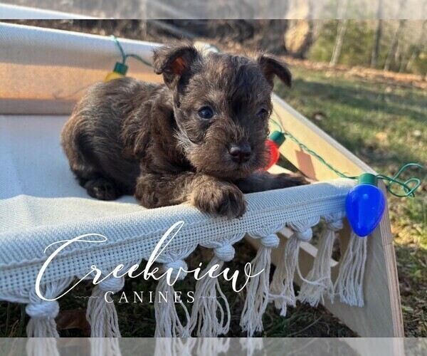 Medium Photo #13 Schnauzer (Miniature) Puppy For Sale in NIANGUA, MO, USA