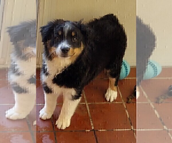 Medium Photo #3 Australian Shepherd Puppy For Sale in LA MIRADA, CA, USA