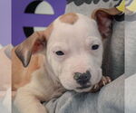 Small #1 American Staffordshire Terrier-Boxer Mix