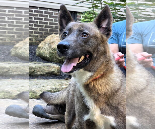 Medium Photo #4 Mutt Puppy For Sale in Shelburne, VT, USA