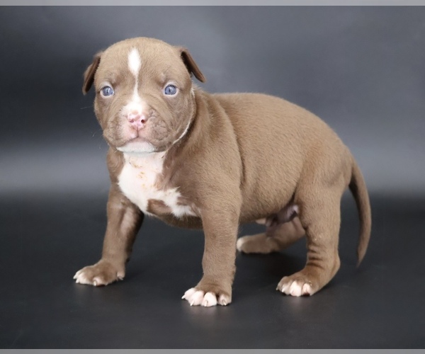 Medium Photo #1 American Bully Puppy For Sale in CHAMPAIGN, IL, USA