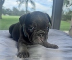 Small #10 French Bulldog