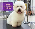 Small Photo #3 Poodle (Miniature) Puppy For Sale in West Hollywood, CA, USA