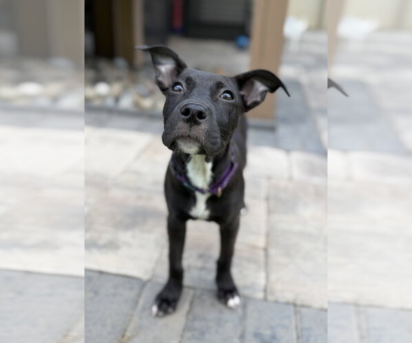 Medium Photo #2 Mutt Puppy For Sale in Greenville, SC, USA