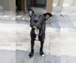 Small #1 Mutt