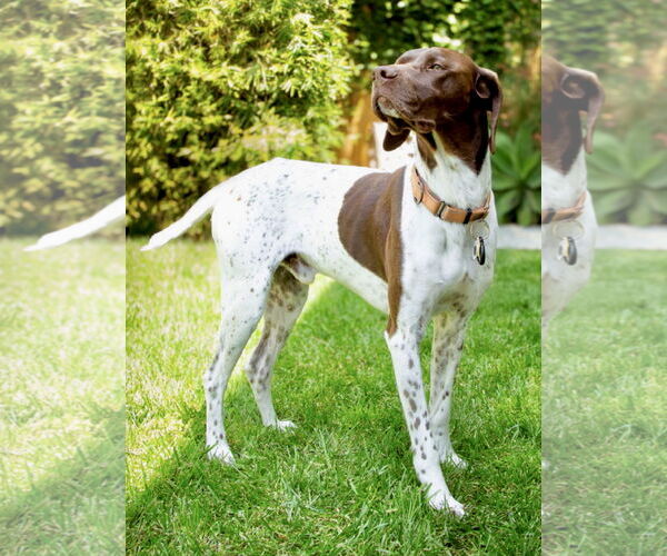 Medium Photo #3 German Shorthaired Pointer Puppy For Sale in Junction Cityu, OR, USA