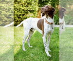 Small #2 German Shorthaired Pointer