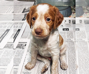 Brittany Puppy for sale in BLOSSBURG, PA, USA