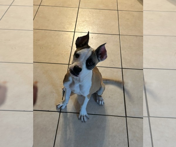 Medium Photo #2 Boxer Puppy For Sale in Dumont, NJ, USA