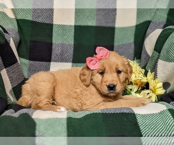 Medium Photo #4 Golden Retriever Puppy For Sale in OXFORD, PA, USA