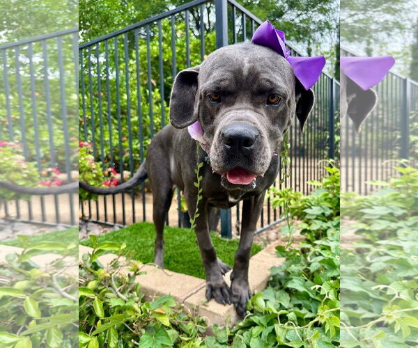 Medium Photo #8 Mutt Puppy For Sale in Redlands, CA, USA