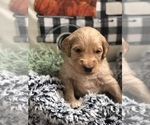 Small Photo #2 Goldendoodle Puppy For Sale in MARQUAND, MO, USA