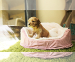 Small Photo #4 Cocker Spaniel Puppy For Sale in FULLERTON, CA, USA