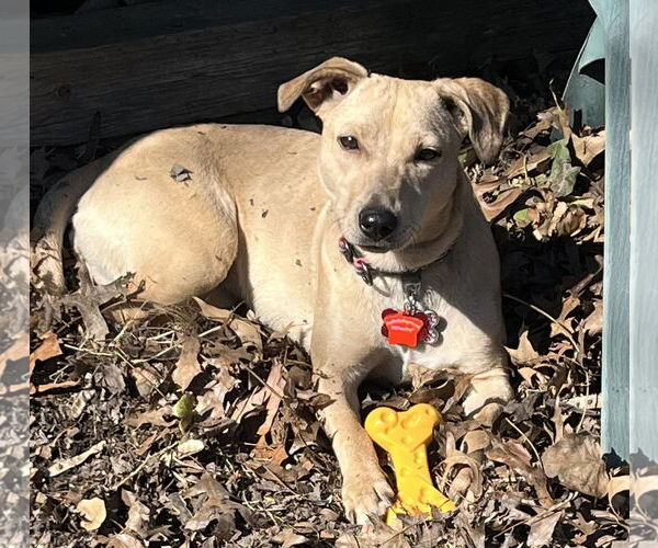 Medium Photo #20 Dachshund-Unknown Mix Puppy For Sale in Mount Laurel, NJ, USA