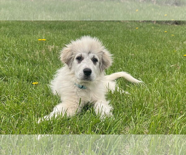 Medium Photo #3 Great Pyrenees-Unknown Mix Puppy For Sale in Germantown, OH, USA