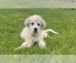 Small #2 Great Pyrenees Mix
