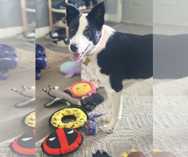 Medium Photo #4 Border Collie Puppy For Sale in Sandy, UT, USA