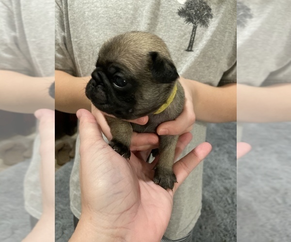 Medium Photo #11 Pug Puppy For Sale in SUMTER, SC, USA