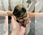 Small Photo #11 Pug Puppy For Sale in SUMTER, SC, USA