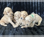 Small Photo #24 Goldendoodle Puppy For Sale in FLOWERY BRANCH, GA, USA