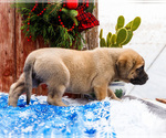 Small Photo #32 Mastiff Puppy For Sale in WAKARUSA, IN, USA