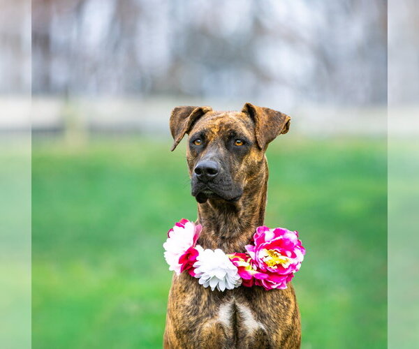 Medium Photo #11 Mountain Cur-Unknown Mix Puppy For Sale in Unionville, PA, USA