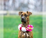 Small #10 Mountain Cur Mix