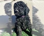 Puppy Princess Poodle (Standard)
