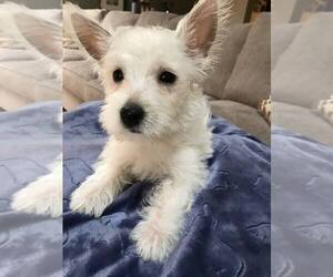 West Highland White Terrier Puppy for sale in RICHMOND, IL, USA