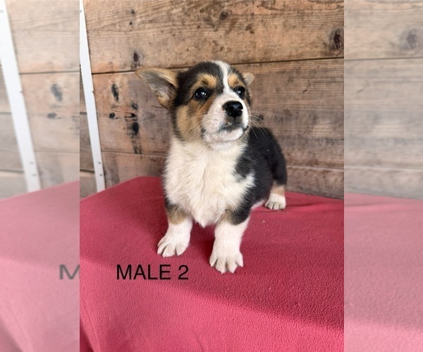 Medium Photo #20 Pembroke Welsh Corgi Puppy For Sale in VERMONTVILLE, MI, USA