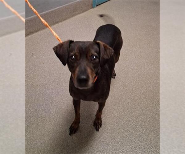 Medium Photo #1 Chihuahua-Unknown Mix Puppy For Sale in Las Vegas, NV, USA