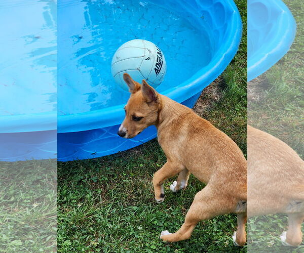 Medium Photo #2 Mutt Puppy For Sale in Marine City, MI, USA