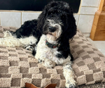 Small Photo #1 Labradoodle Puppy For Sale in SAFFORD, AZ, USA
