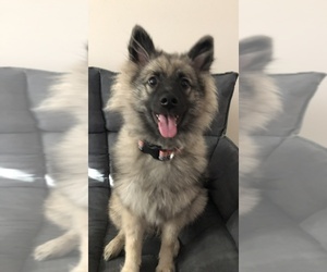 Keeshond Puppy for sale in RIDGEVILLE, SC, USA