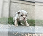 Small Photo #11 English Bulldog Puppy For Sale in SAN MARINO, CA, USA