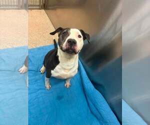 Mutt Dogs for adoption in Martinsburg, WV, USA