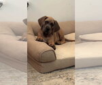 Small #2 Great Dane