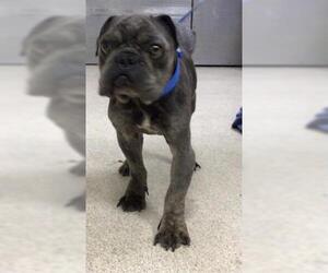 French Bulldog Dogs for adoption in Riverside, CA, USA