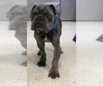 Small French Bulldog
