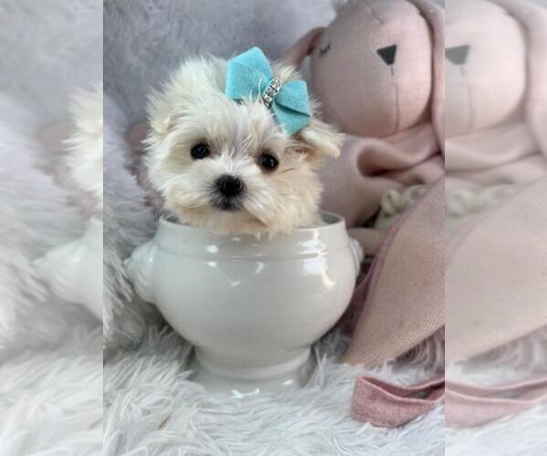 Medium Photo #2 Maltese Puppy For Sale in PEMBROKE PINES, FL, USA
