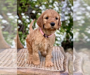 Irish Doodle Puppy for sale in WOOSTER, OH, USA