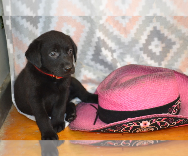 Medium Photo #3 Labrador Retriever Puppy For Sale in GREENWOOD, WI, USA